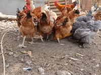 शामो चिकन्स — फ़ोटो 2