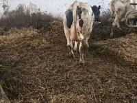 Kuh, Russian Black pied cattle — Foto 1