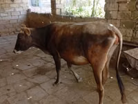Cow, Azerbaijani zebu — photo 2
