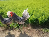 سيبرايت — الصورة 3