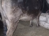 गाय, अलाताऊ नस्ल — फ़ोटो 2