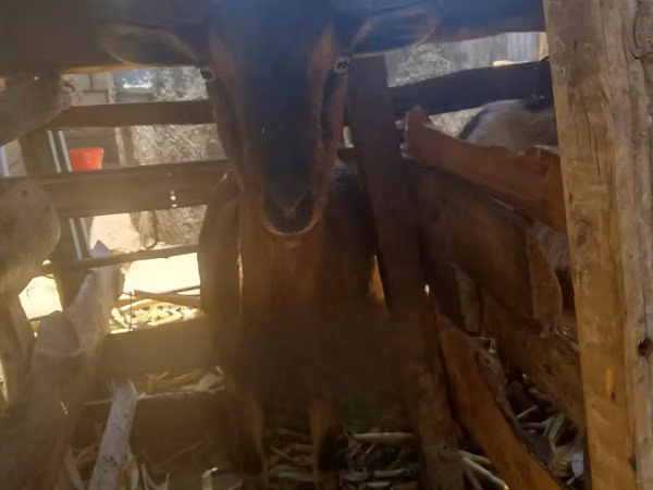 Mbuzi jike, Alpine goat