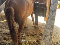 Yegua, Caballos — foto 2