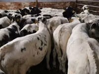Ng'ombe (kikundi, jinsia haijatajwa), Simmental cattle — picha 2