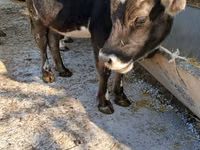 Ng'ombe jike, Ala-Tau breed — picha 5