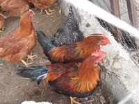 Brahma — Foto 8
