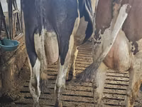 Kuh, Holstein-Rasse — Foto 3