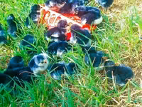 Australorp — Foto 4