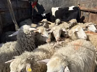 Ram, Sheep — photo 2