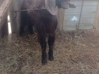 Cabro, Damask goat — foto 1