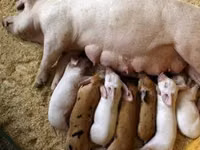 Premixuri pentru păsări şi animale / Премиксы для птиц и животных — photo 5