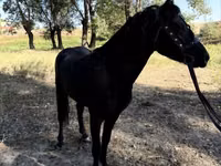 Caballos (lote, sexo no especificado), American shetland pony — foto 6