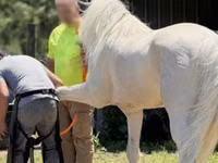 Caballo, Kentucky mountain daddle horse — foto 5