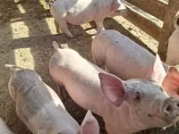 Sow, Pigs — photo 1