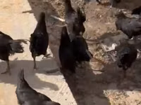 Chickens — picha 2