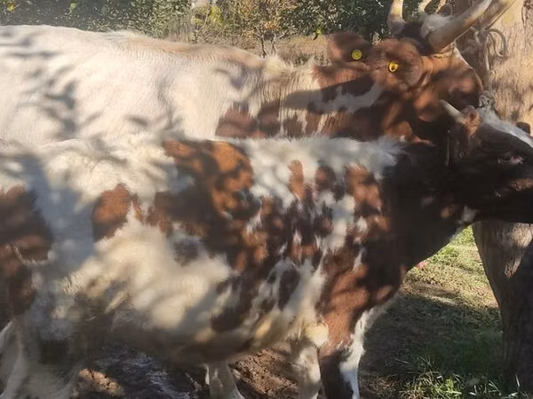 Cow, Ayrshire