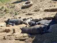 Pigs (batch, sex not specified) — photo 3
