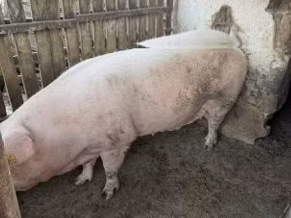 Sow, 