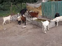 تيس, Pomellata goat — الصورة 5