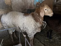 Ram, Rhon sheep — photo 1