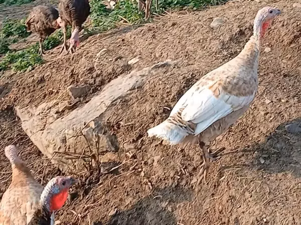 Turkeys