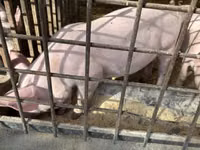 Pigs (batch, sex not specified) — photo 4