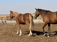Stute, Arabian horse — Foto 7