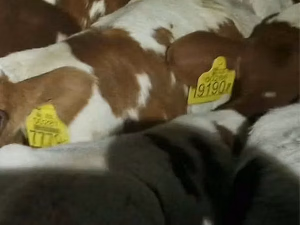 Rinder (Partie, Geschlecht nicht angegeben), Simmental cattle