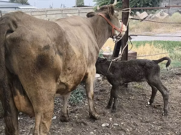Ng'ombe jike, Simmental cattle