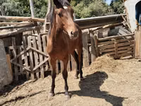公马, Thoroughbred horse — 照片 2