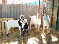 公山羊, Saanen goat — 照片 6