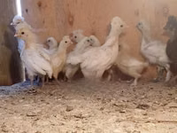 Chickens — फ़ोटो 2