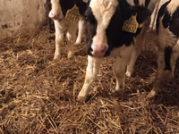 Toro, Russian Black pied cattle — foto 1