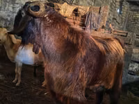 Billy Goat, Kamori goats — photo 4