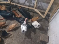 Chickens — 照片 7