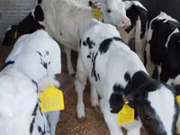Ng'ombe (kikundi, jinsia haijatajwa), Russian Black pied cattle — picha 3