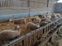 نعجة, Rouge de l’Ouest sheep — الصورة 2