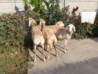 भेड़, भेड़ — फ़ोटो 4