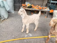 Mbuzi (kikundi, jinsia haijatajwa), Beetal goats — picha 3