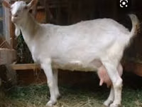 Mbuzi dume, Saanen goat — picha 3