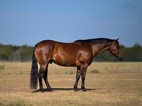 حصان, Quarter Horse