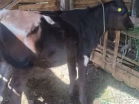Cow, Alatau breed — photo 2