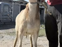 मेढ़ा, Arashan sheep — फ़ोटो 1