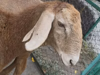 Sheep, Arashan sheep — photo 4