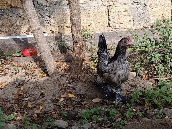 Japanisches Bantam