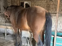 Horse (M), Manipuri pony — photo 6