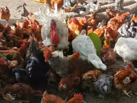 शामो चिकन्स — फ़ोटो 7