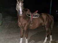 Horse (M), Tatar horse — photo 3