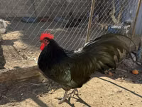 Chickens — foto 1