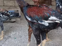 Chickens — photo 1